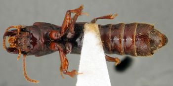Media type: image;   Entomology 27498 Aspect: habitus ventral view
